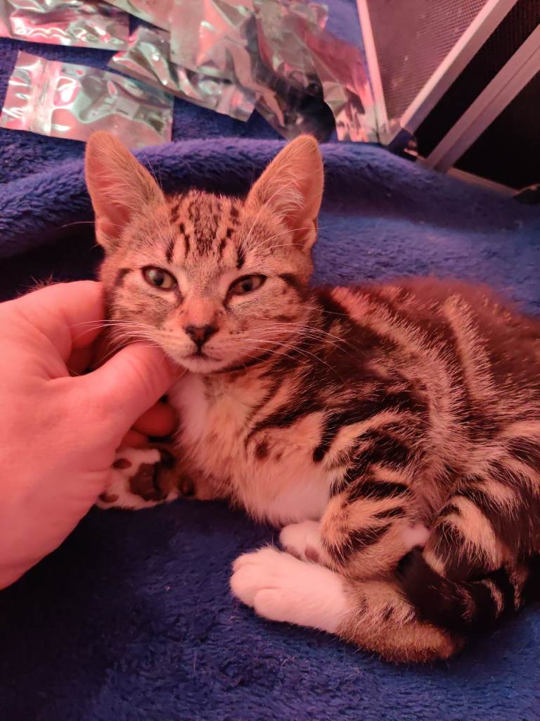 1 adorable and playful kitten ready for their new homes.