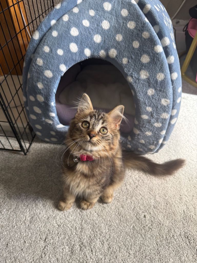 Kittens 