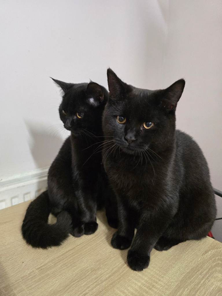 2 Beautiful Black Kittens – 5 Months Old – Looking for Loving Homes