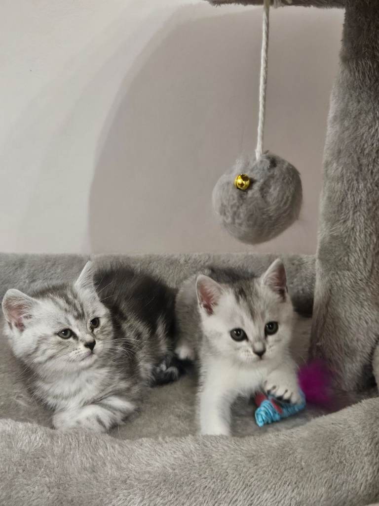 British shothair tabby kittens 