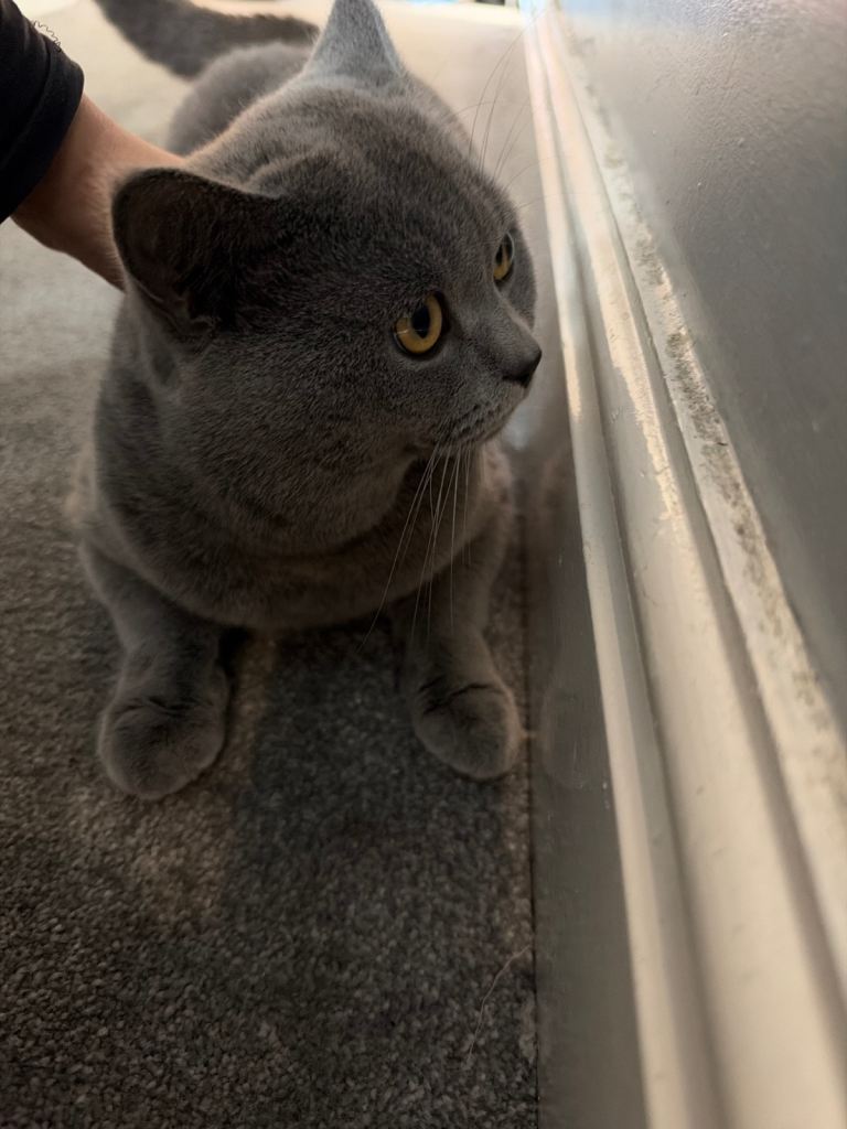 British short hair cat for sale 