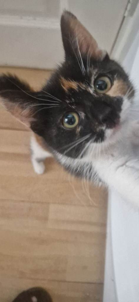 +++ LOVELY KITTEN LITTER TRAINED+++