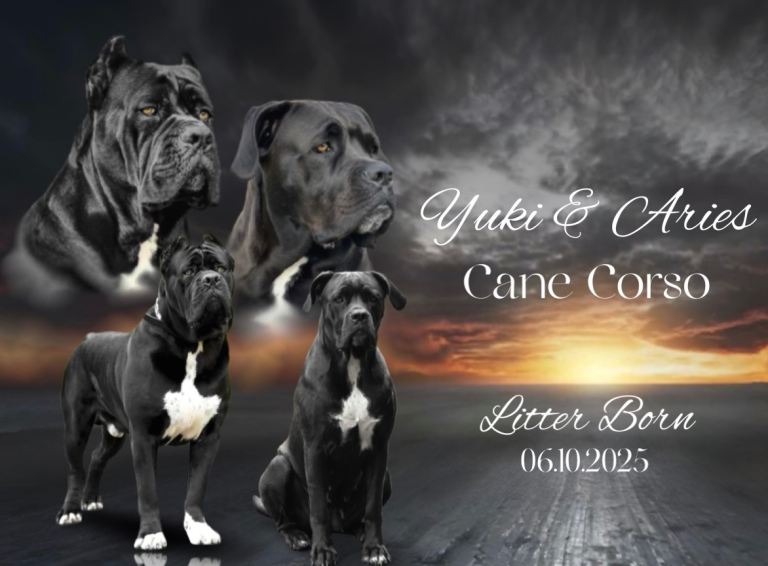 Yuki X Aries Russian Champ Bloodlines Cane Corso Puppies