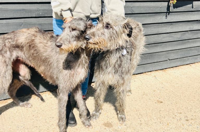 Deerhound Puppies 