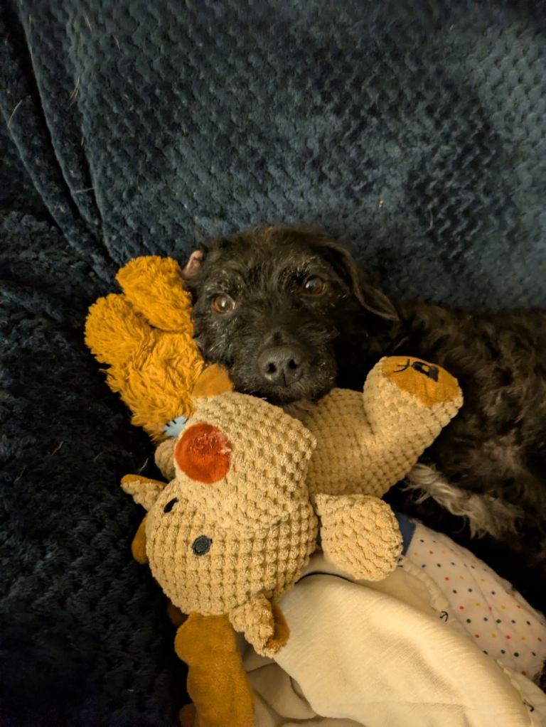 Patterdale Terrier 