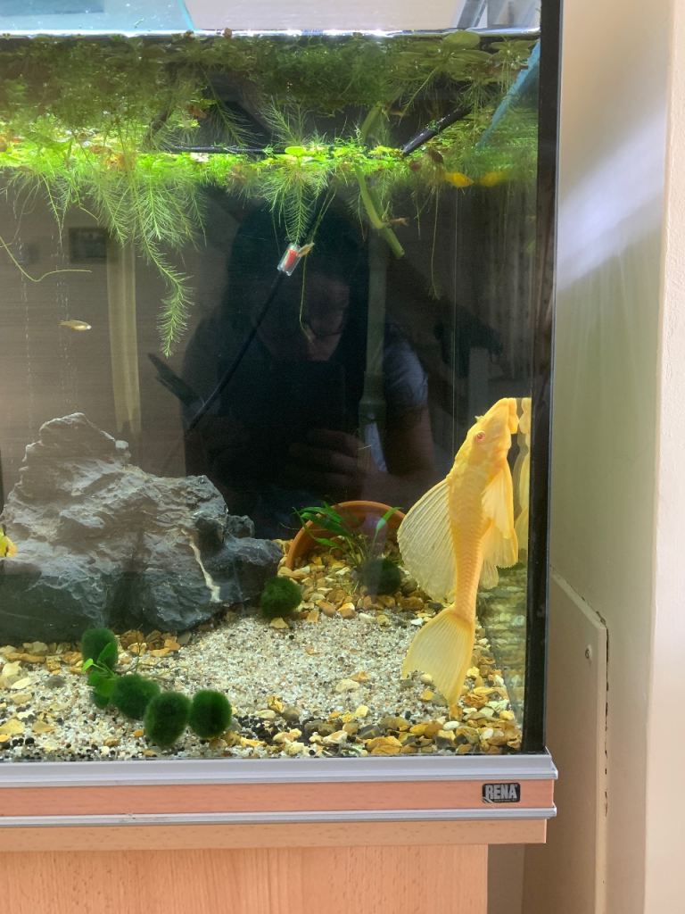 Cheese Puff by Day, Algae Slayer by Night 🥷✨