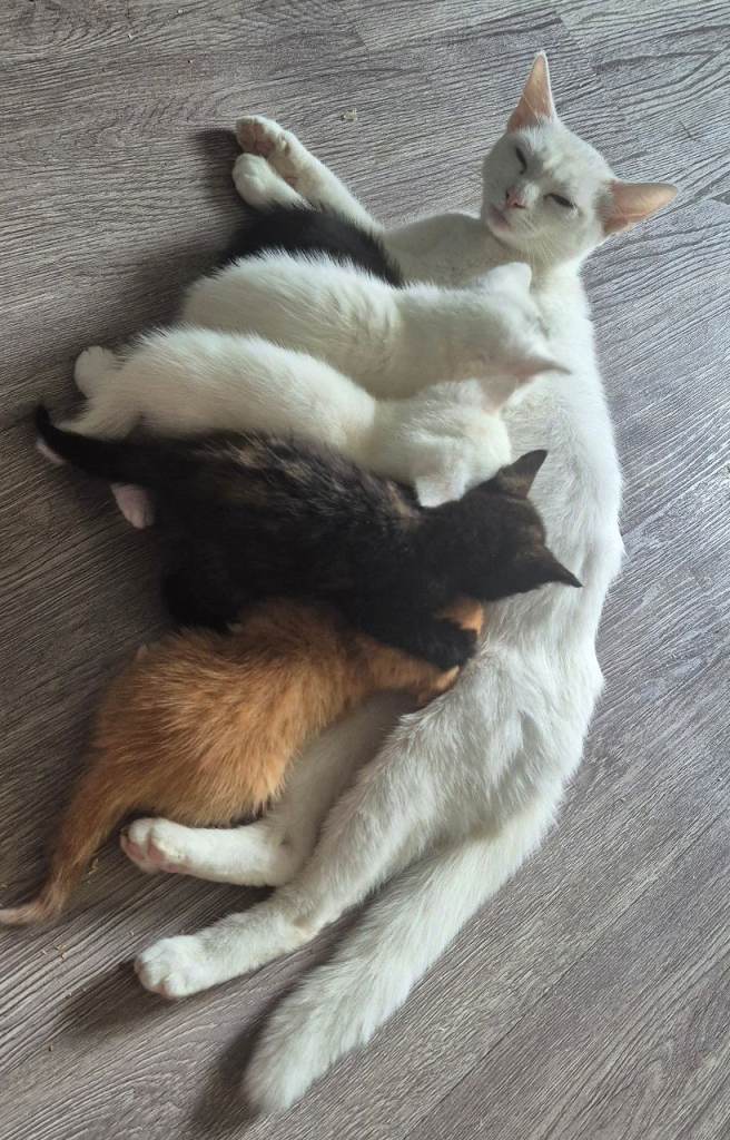 Beautiful mix of kittens
