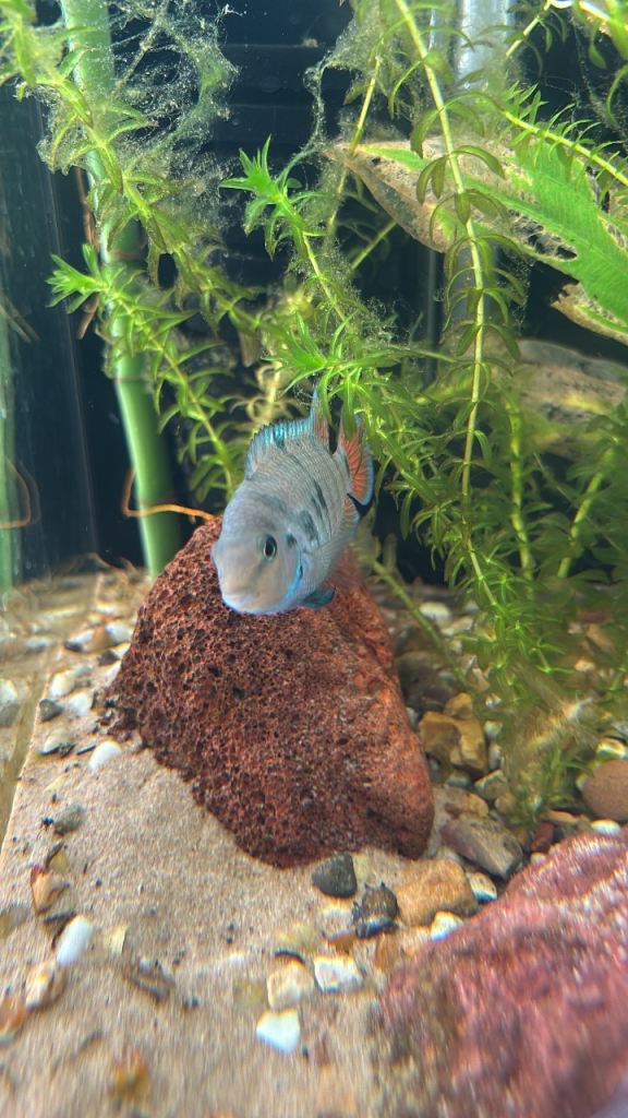 Convict cichlid fry