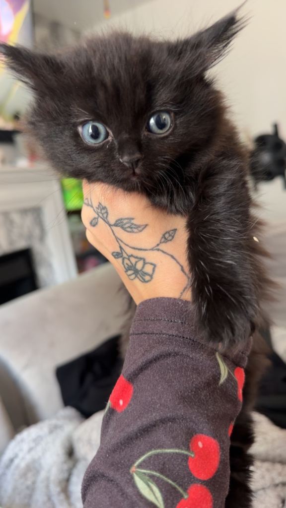Beautiful fluffy British long hair kittens