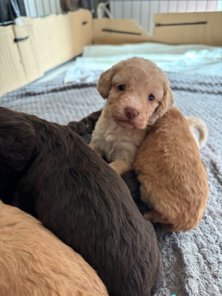 Toy cockerpoo beauties 