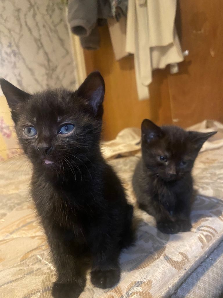 British short hair kittens for sale 