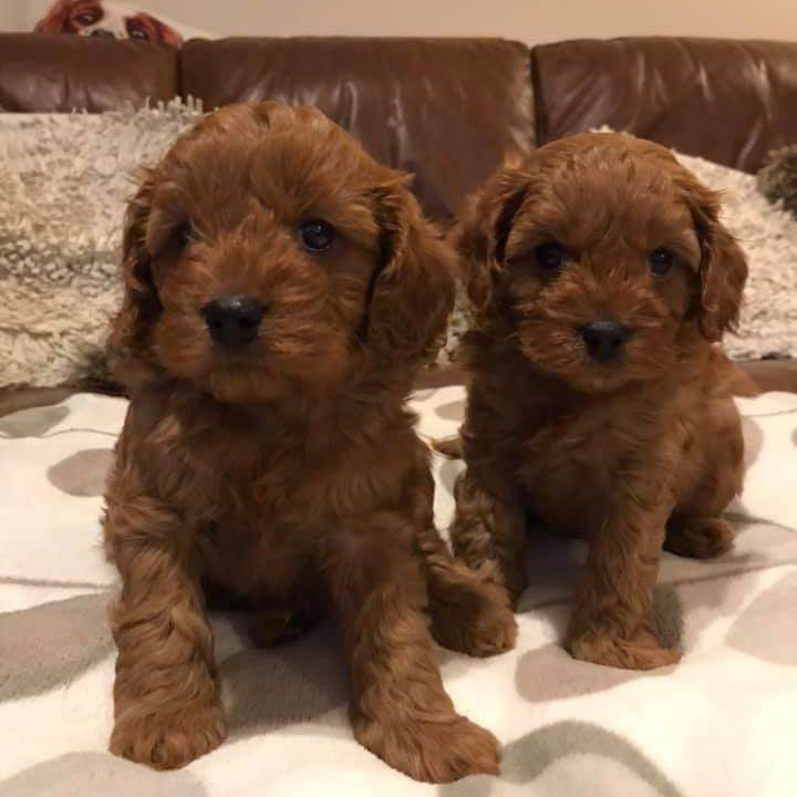 Ruby Red Cavapoos