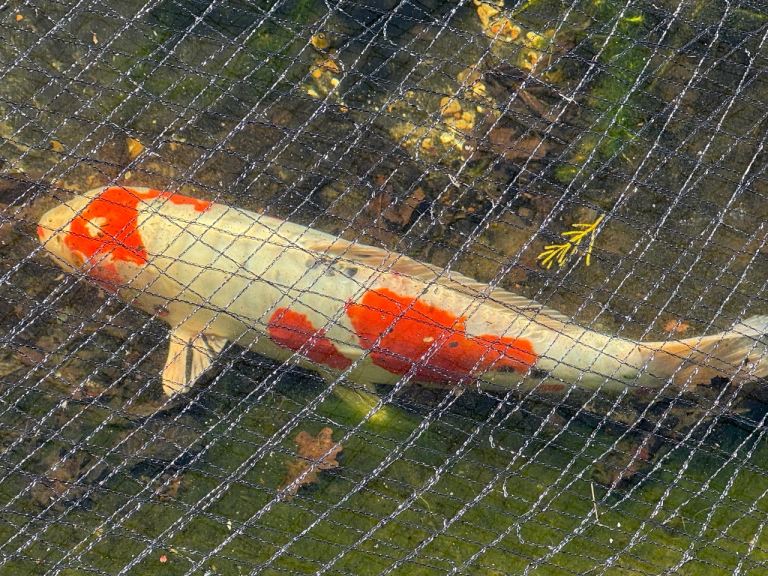 Two large Koi, around 24” long.