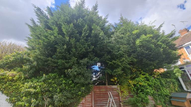 Tree cutting removal, hedges, gardens work 
