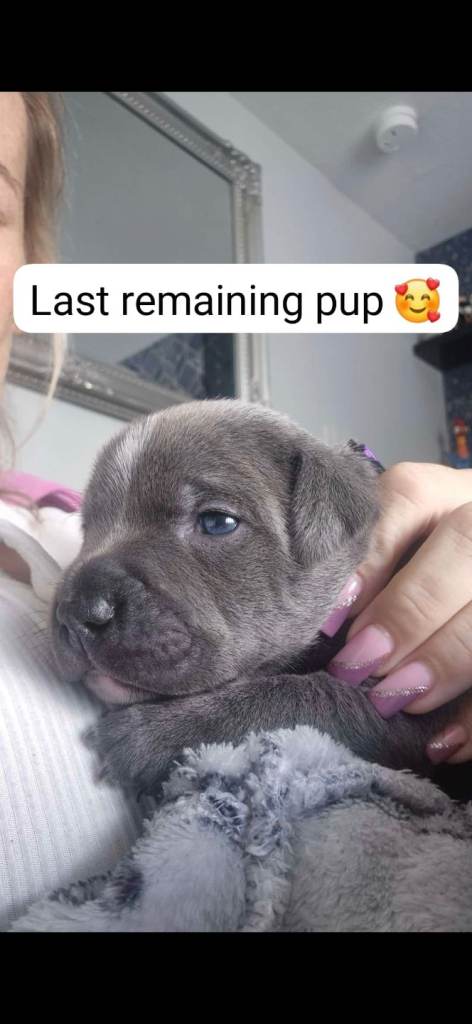 Staffie pups