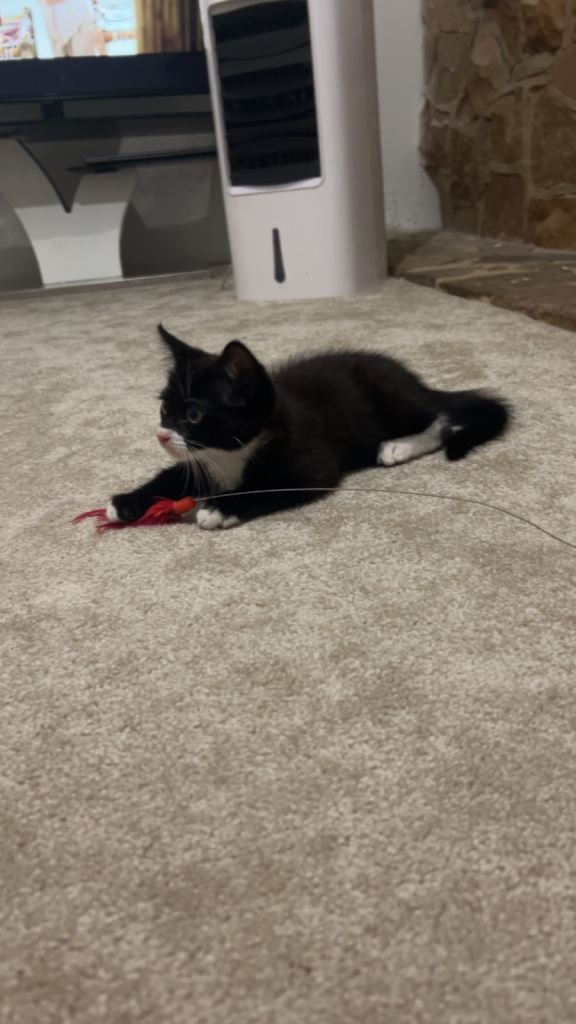 Black and white female kitten