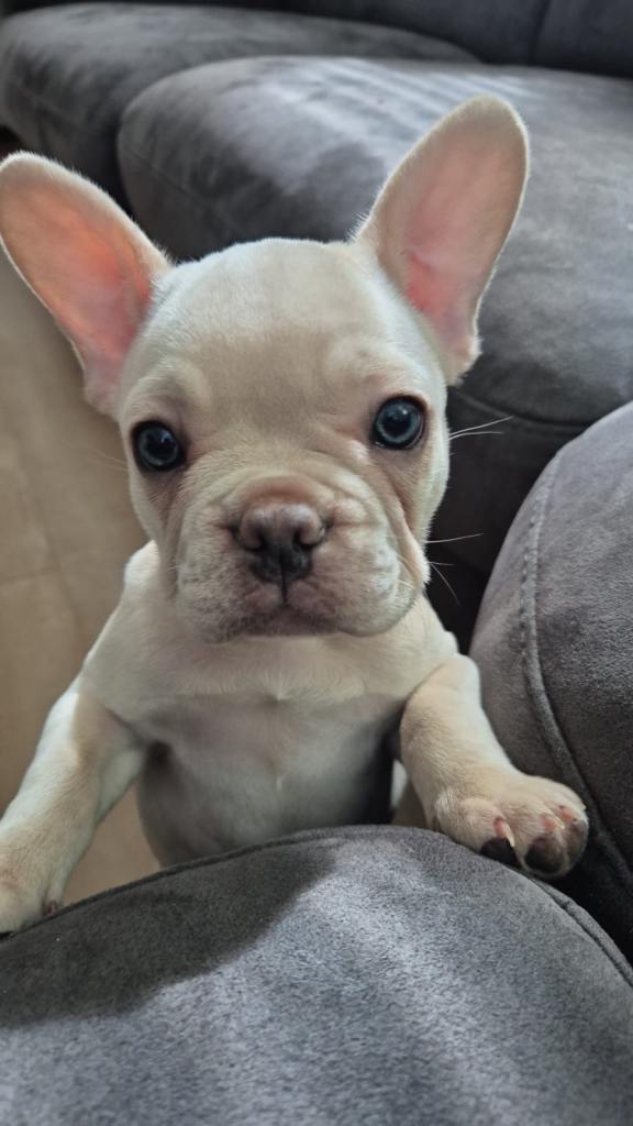 French Bull Dog Puppies 