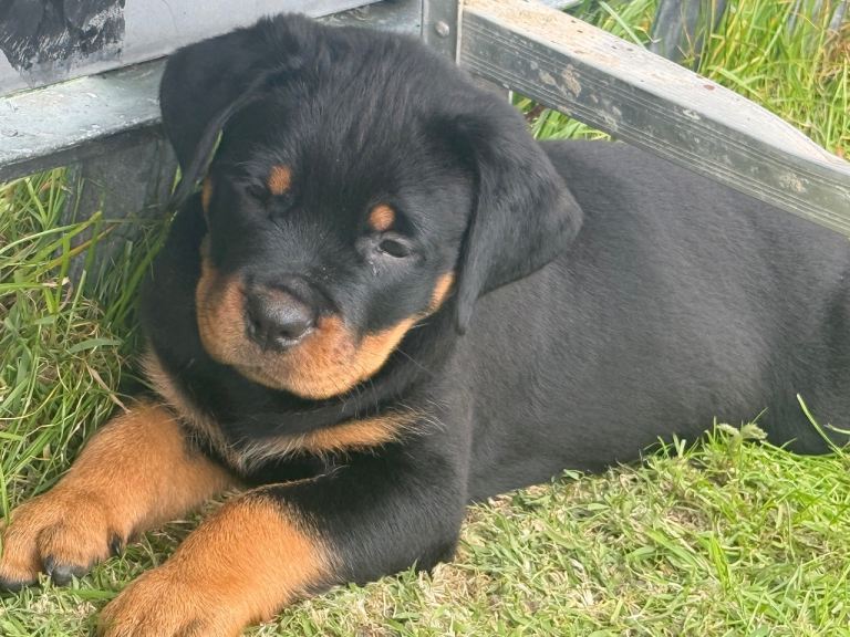 Rottweiler pups 