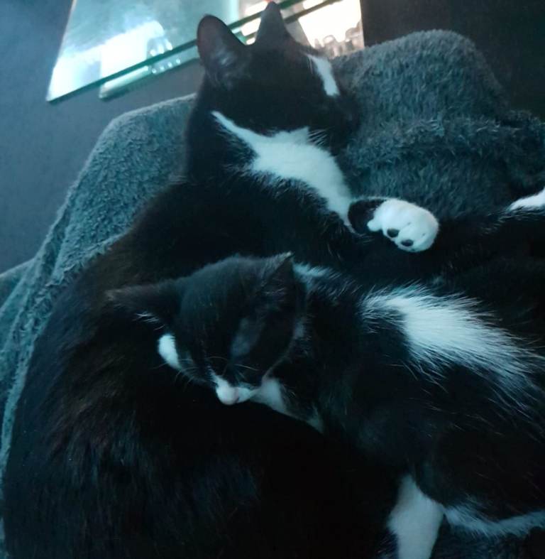 2 cats looking for a home together
