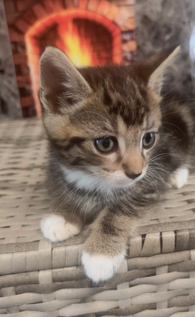 Kitten