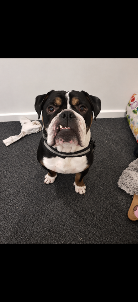 Old English bulldog
