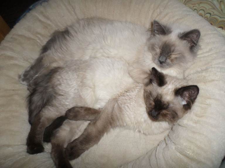 pure bred male and female ragdoll kittens vary tame and beautiful