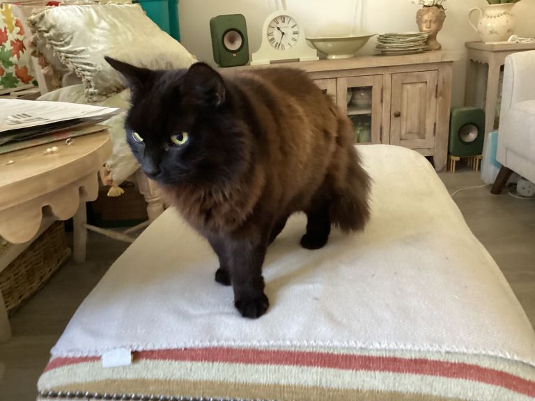 British Shorthair X Male