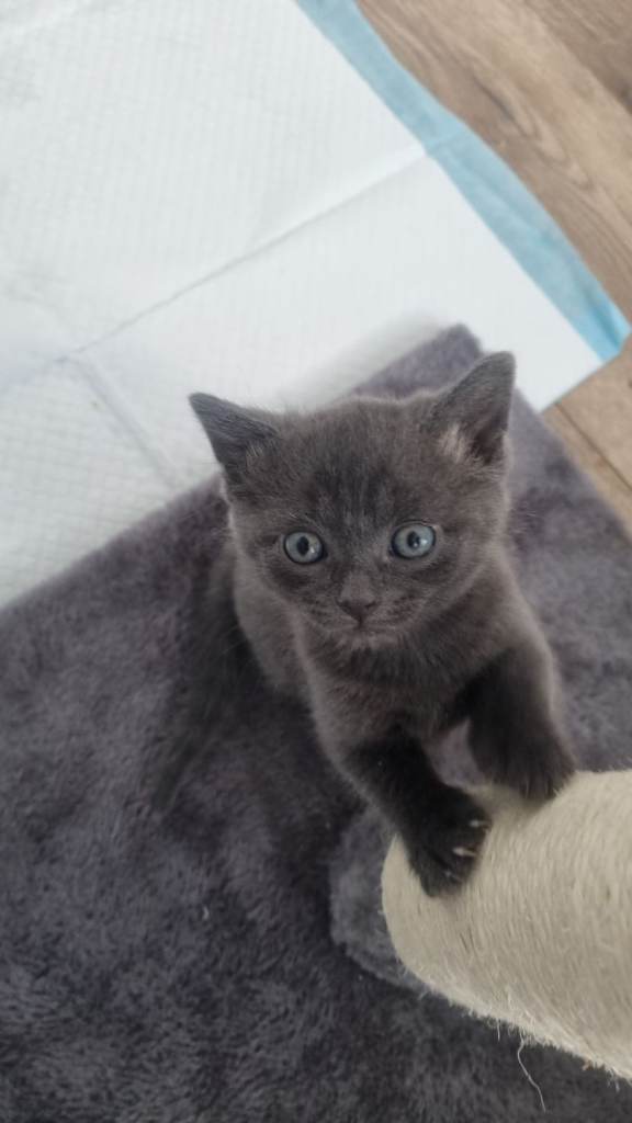 5week old British shorthair/ragdoll crossbreed £400-£500