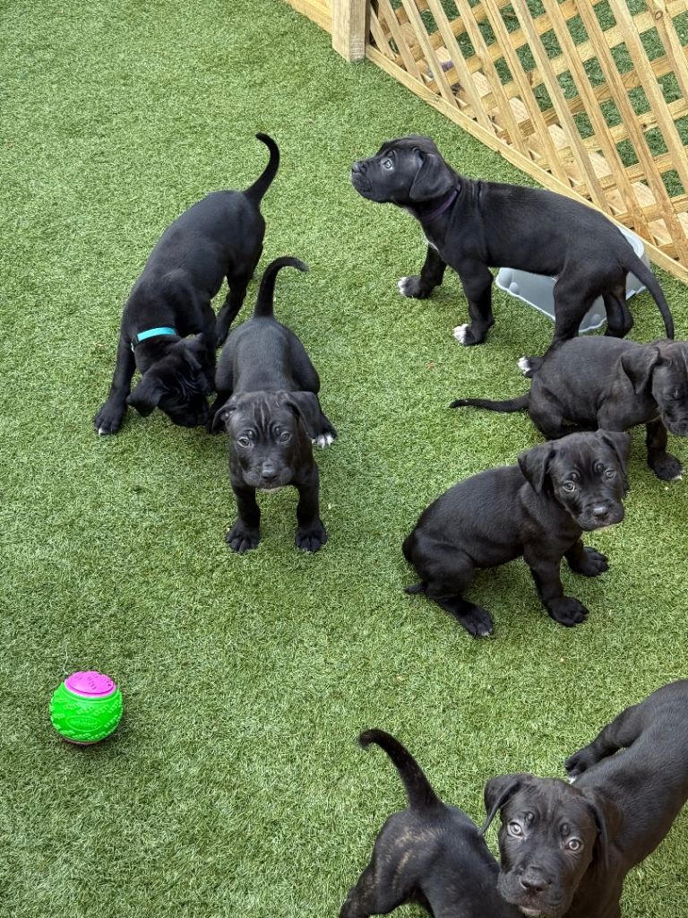 Cane corso puppies  reserve your puppy today