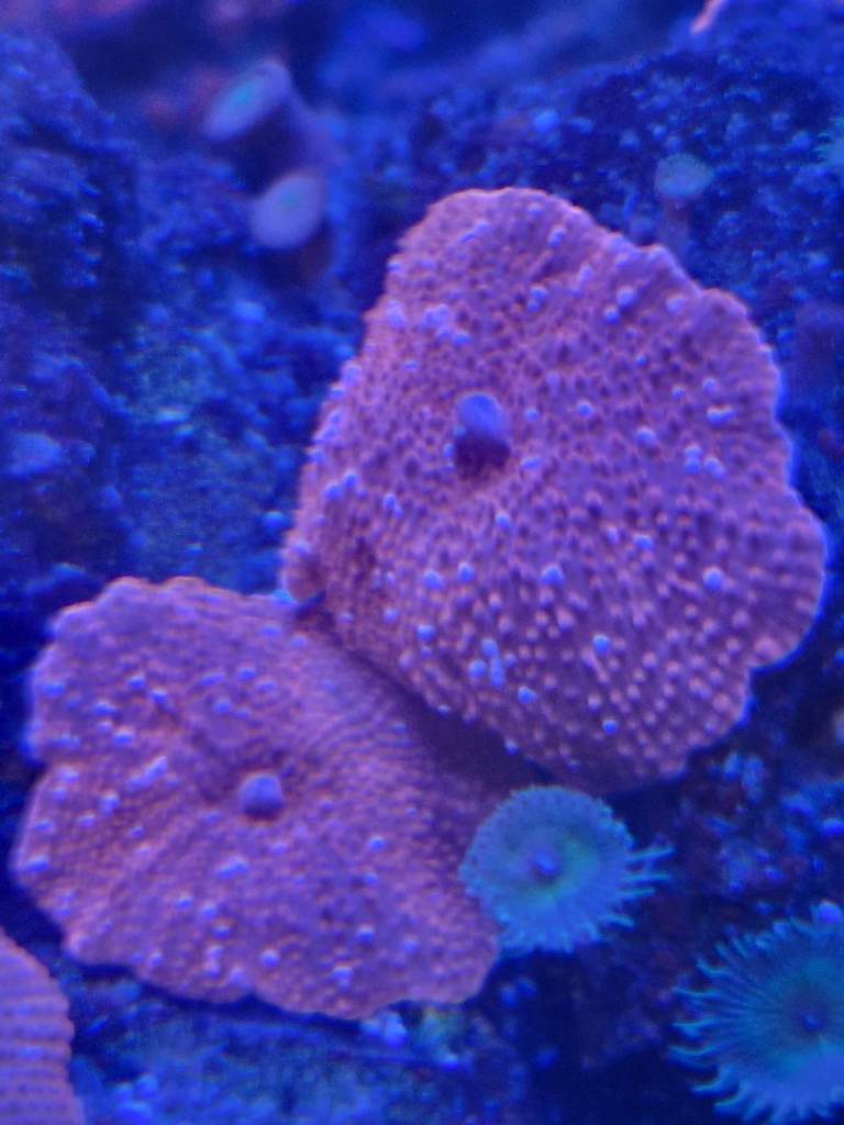 Coral frags