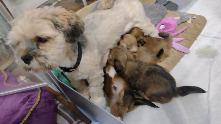 4 beautiful Lhaso Apso boys for sale in Louth - ready to go in 4 days 