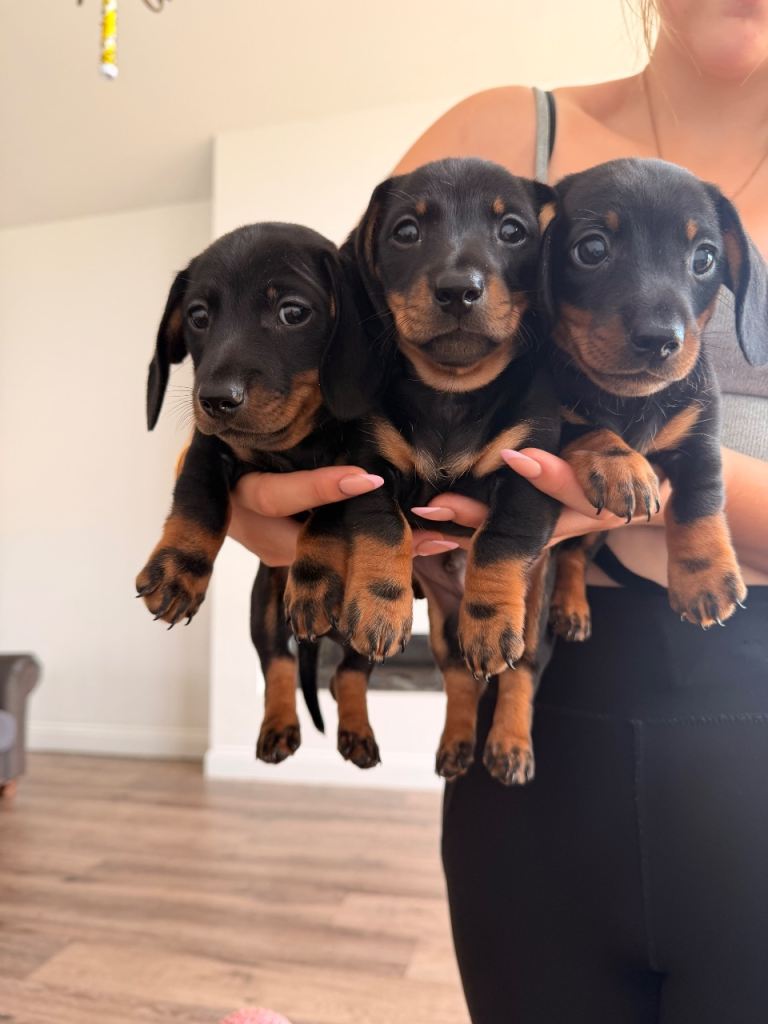 Dachshund x miniature dachshund puppies 