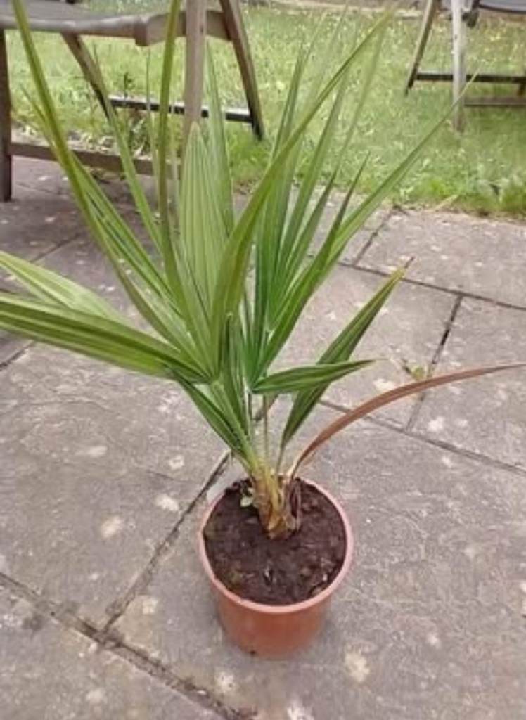 Palm Tree Plant Tropical Exotic Hardy Chamaerops Humilis