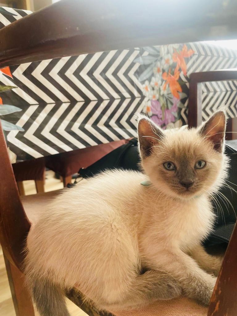 10 beautifilul kittens ❤️ looking forever homes 💕
