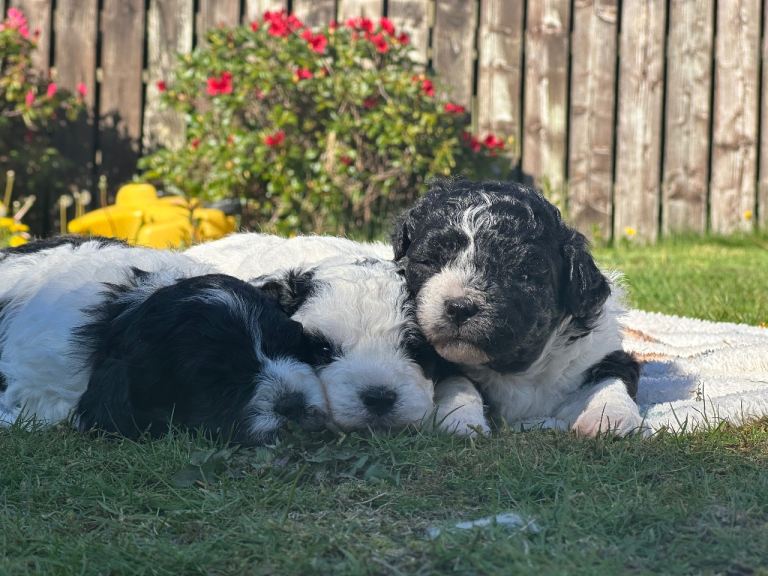 Schion puppies 