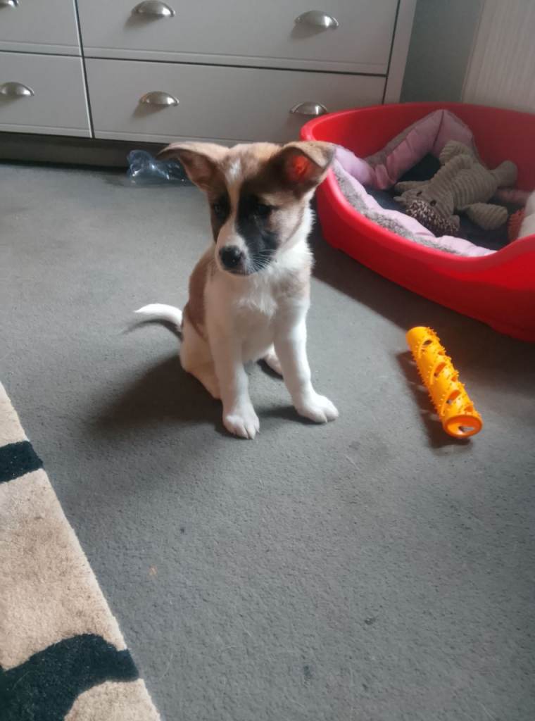 Lovely puppies for sale 