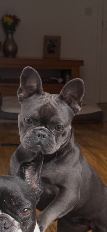 French Bulldog 