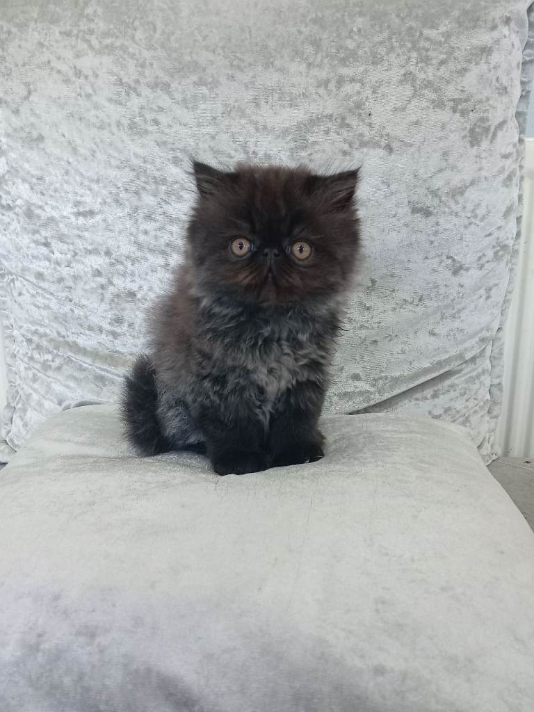 Persian kittens 