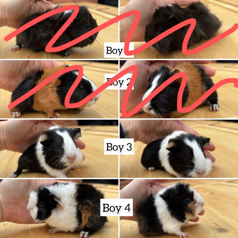2 boys left! Baby boys and girls, ready July 8th! 