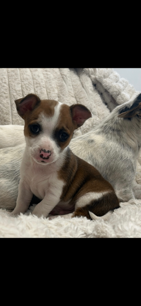 ChihuahuaXjackrussel 