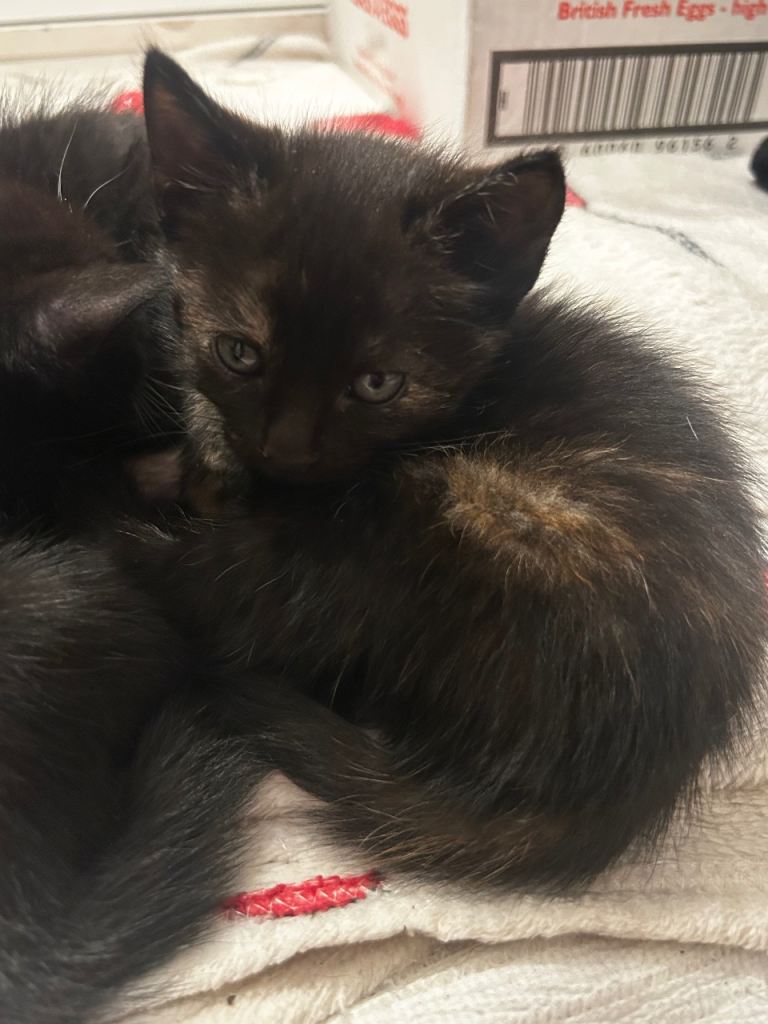 Black/mixed kittens available in E14 LONDON