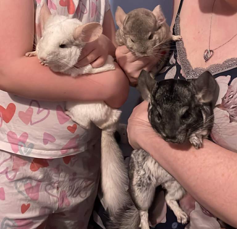 3 x Chinchillas with cage 