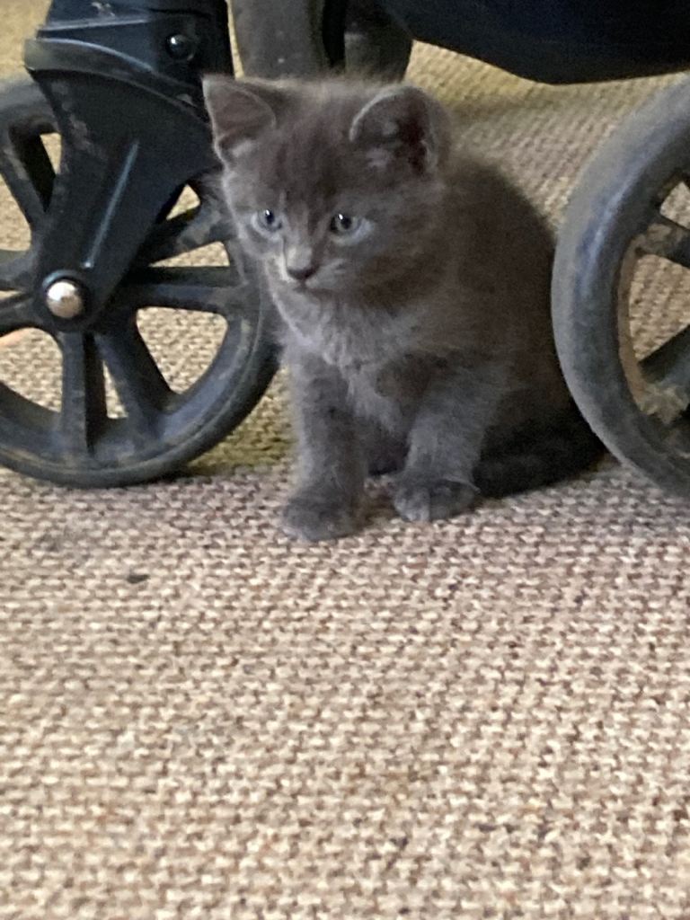 2 male blue/grey kittens