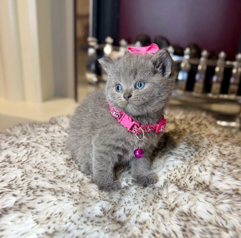 British short hair kitten 