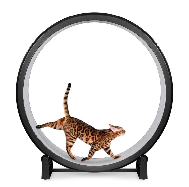 One Fast Cat Running Wheel 
