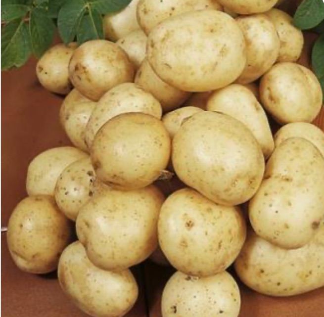 NAVAN SEED SIZE POTATOES