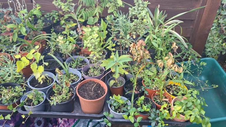 🌿 HUGE CHARITY PLANT SALE - PROCEEDS TO MACMILLAN 🌿