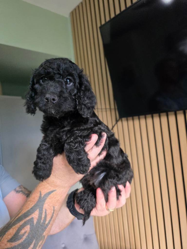 Gorgeous f2 cockapoo puppies