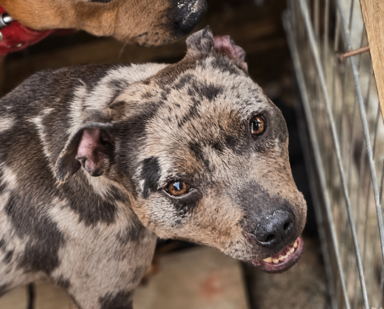 2 year old Staffordshire Bull Terrier girl blue merle tan