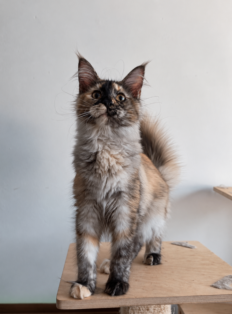 Beautiful Silver Tortoiseshell Maine Coon Girl